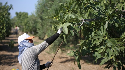 AB tescilli Aydın incirinde bunaltıcı sıcakta hasat mesaisi