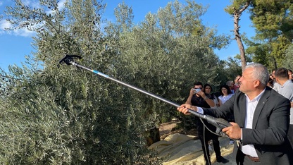 Muğla'daki Hyllarima Antik Kenti'nde zeytin hasadı yapıldı