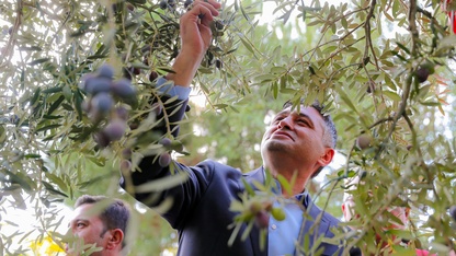 Aliağa'da zeytin hasat şenliği düzenlendi