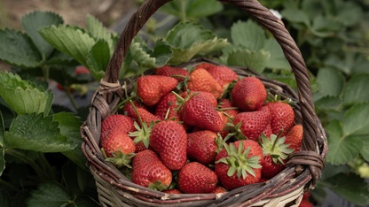 Aşırı yağışlar nedeniyle hasadı geciken Emiralem çileğinde verim arttı