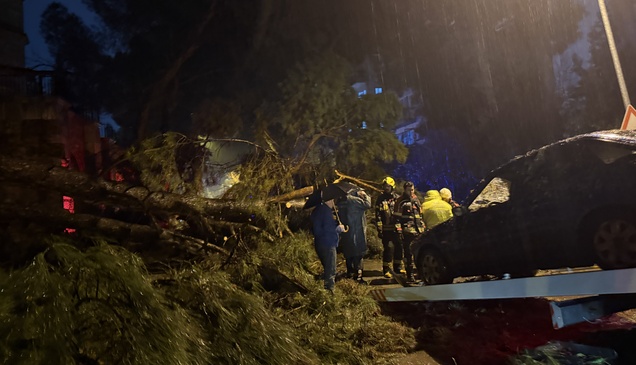 Aydın'da ağacın otomobilin üzerine devrilmesi sonucu 2 kişi yaralandı