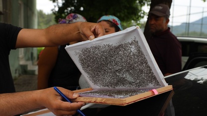 Muğla'da ipekböcekçiliği yeniden hayat buluyor