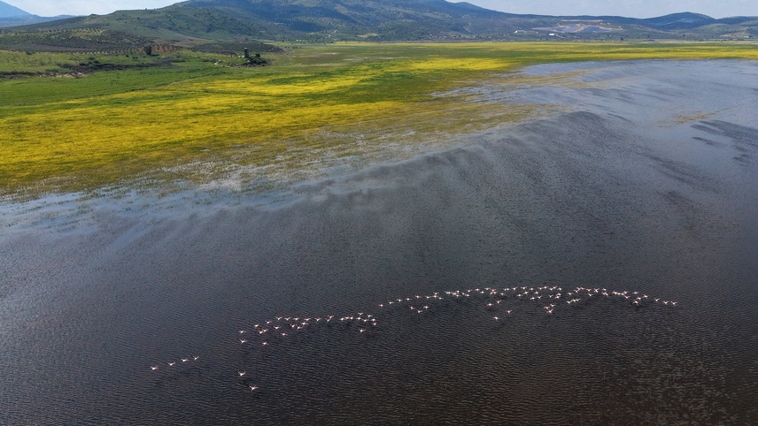 Marmara Gölü yıllar sonra yeniden göçmen kuşları ağırlıyor