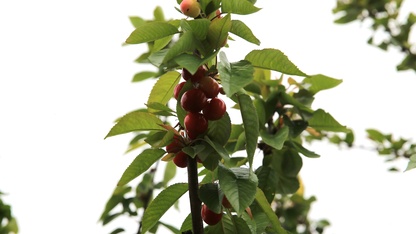 Manisa'da 2026 yılının ilk kiraz hasadı yapıldı 