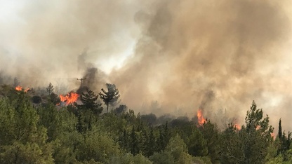 İzmir'de çıkan orman yangına müdahale ediliyor