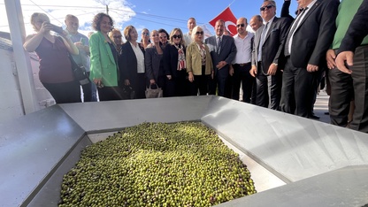 11. Uluslararası Milas Zeytin Hasat Şenliği kapsamında Antik Kent'te zeytin hasadı yapıldı