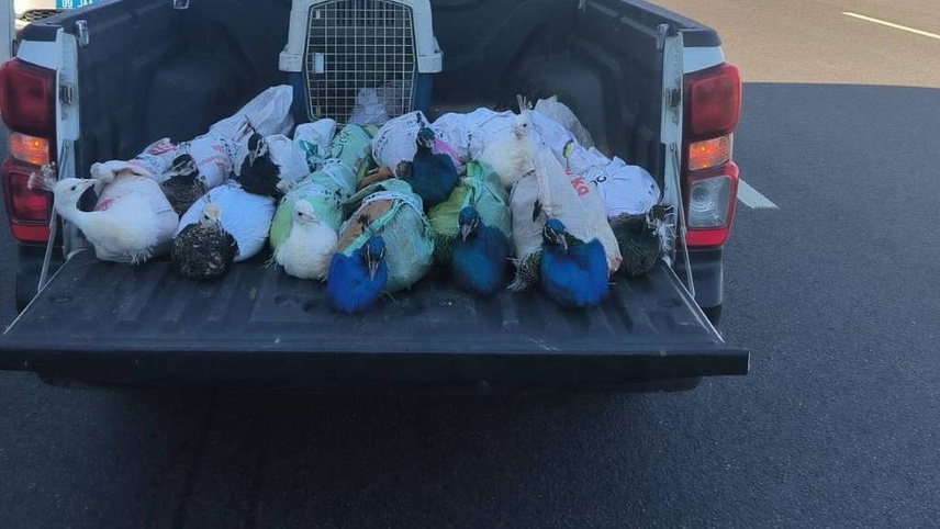 Aydın'da yolcu otobüsünde 12 tavus kuşu ele geçirildi