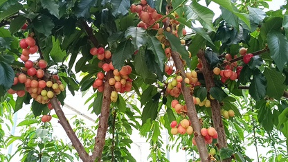 Afyonkarahisar'da jeotermal serada kiraz hasadı yapıldı