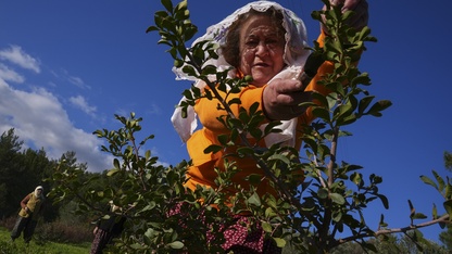 Yarımadanın kadınları doğal mirasları sakız ağacına yeniden can verdi