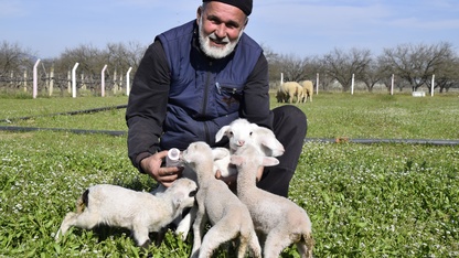 Manisa'da koyun tek batında 5 kuzu doğurdu