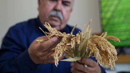 "Çeltiğin babası" kuraklığa ve hastalıklara dayanıklı 3 çeşit daha geliştirdi
