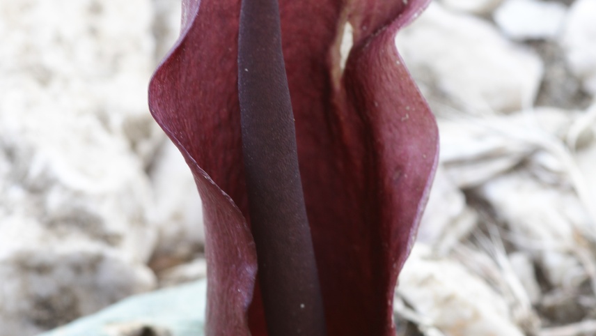 Muğla'da emekli eczacının doğa tutkusu yeni bitki türlerinin keşfini sağlıyor