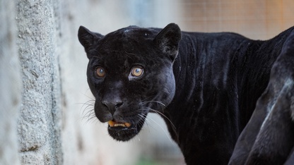 İzmir Doğal Yaşam Parkı'nın jaguarı Juliet öldü