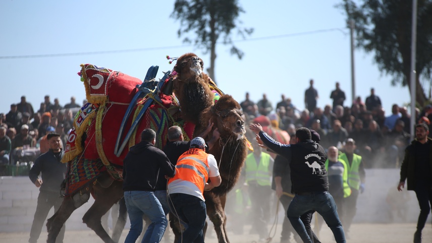 Aydın'da ertelenen deve güreşi festivali yapıldı