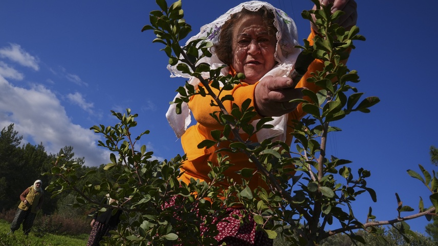 Yarımadanın kadınları doğal mirasları sakız ağacına yeniden can verdi