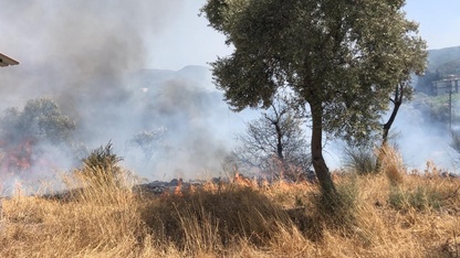 Bodrum'da zeytinlik ve otluk alanda çıkan yangın söndürüldü
