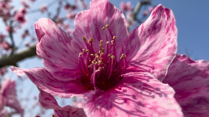 İzmir'de pembe çiçek açan şeftali ağaçları bahçelere renk kattı