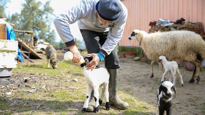 Manisa'da bir koyun beşiz yavruladı