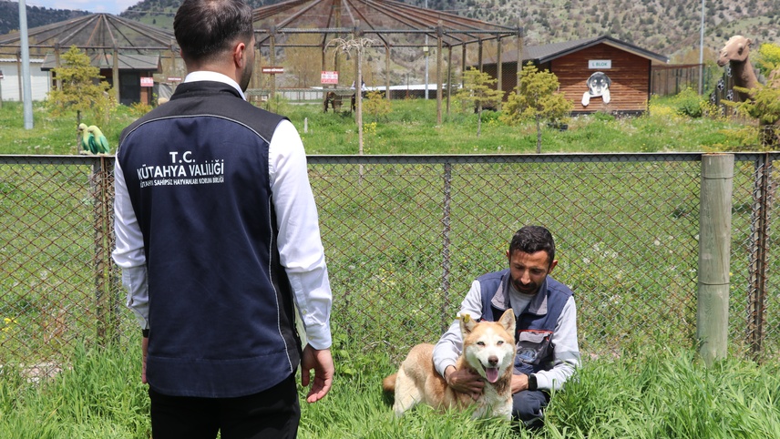 Kütahya'da 1,5 yılda yaklaşık 18 bin 600 sahipsiz köpek koruma altına alındı