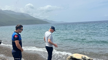 Datça sahilinde ölü caretta caretta bulundu