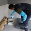 Kütahya'da sahiplendikleri köpekleri sokağa bırakanlara para cezası uygulandı