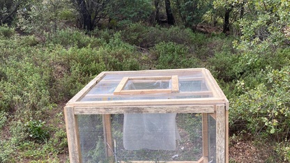 Marmaris'te çam kese böceğiyle kafes yöntemiyle mücadele ediliyor