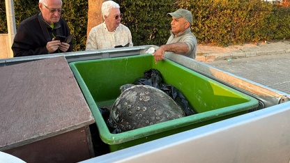 Aydın'da 3 deniz kaplumbağası cansız halde sahile vurdu