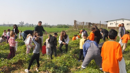 Ödemiş'te öğrenciler yer fıstığı hasat etti