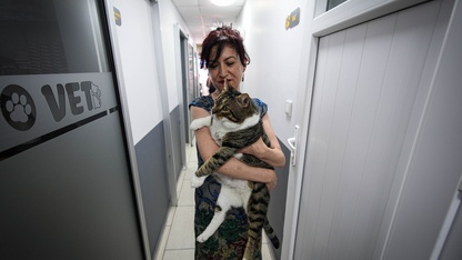 Diyabet hastası kedi kök hücre nakliyle sağlığına kavuştu