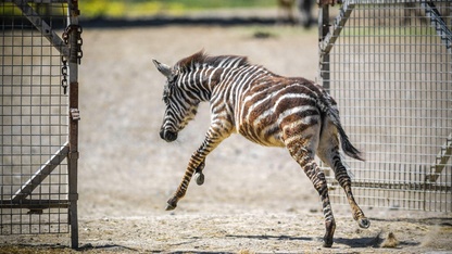 İzmir Doğal Yaşam Parkı'nda öksüz yavru zebra "Gözde"ye zürafalar sahip çıktı